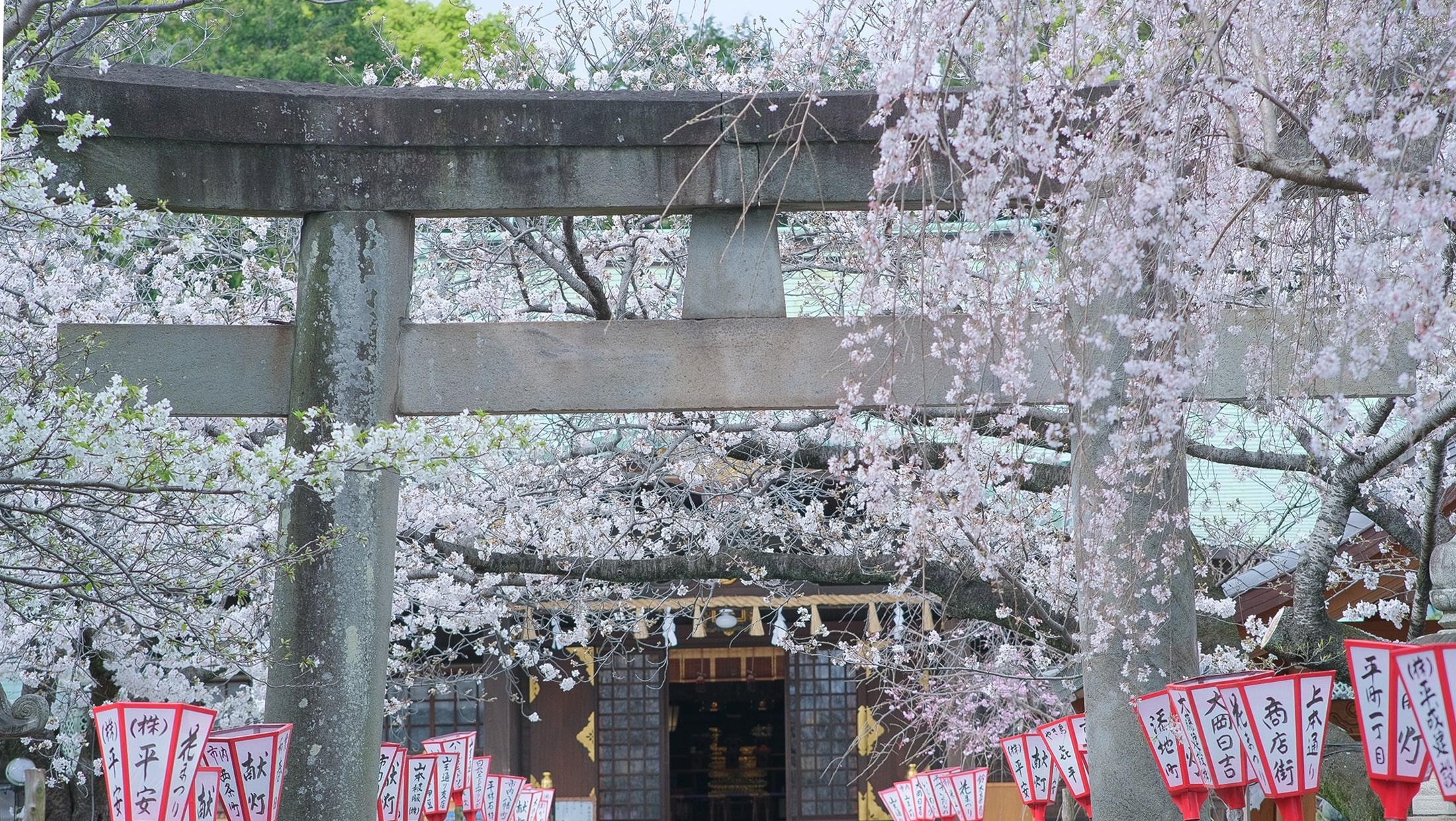 沼津日枝神社 花まつり 境内の桜をご案内します 【2023年】 | 沼津日枝