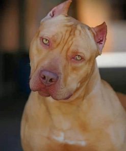 Pitbull - Paint by numbers - Num Paint Kit