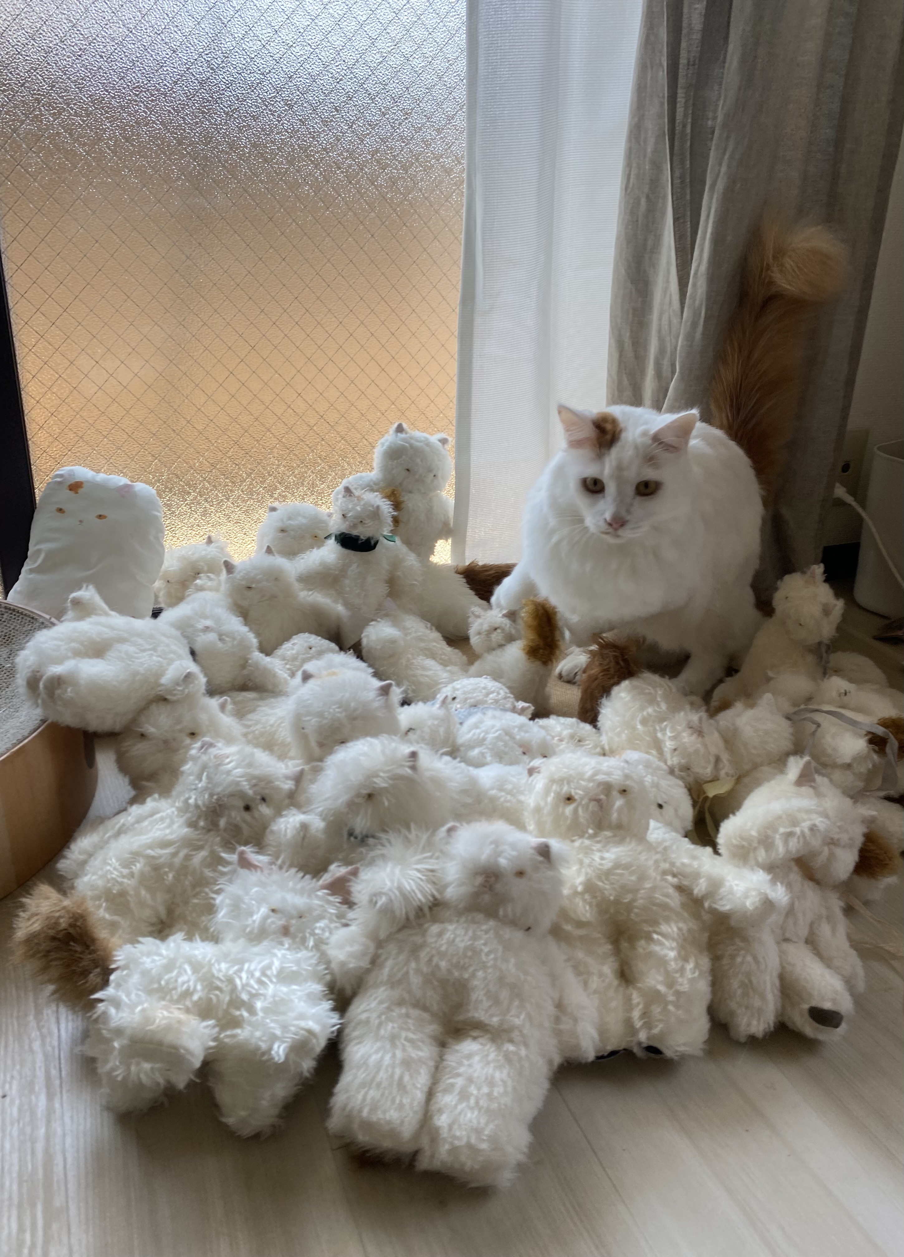 さて | ぬいぐるみ博 2025