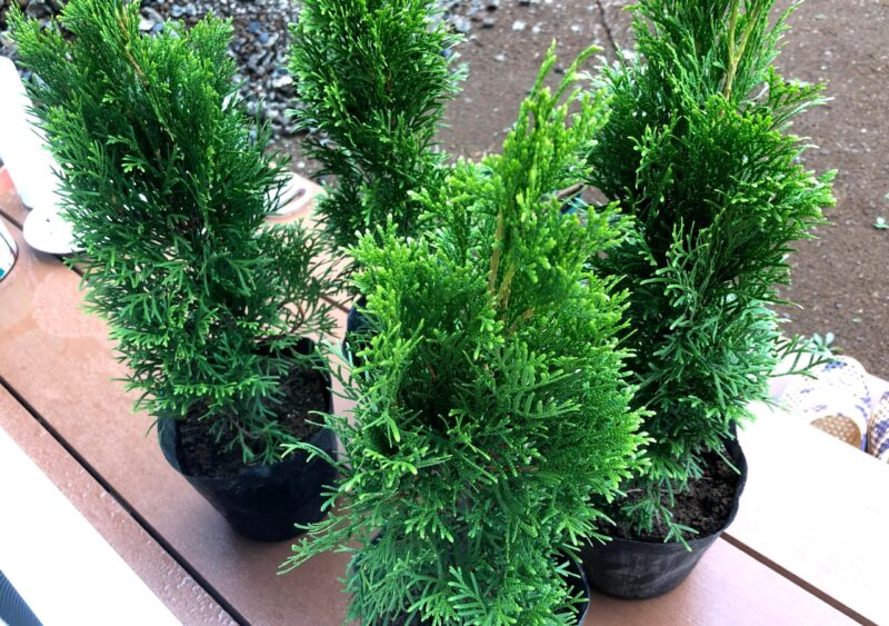 庭の小さな森化計画～コニファーの植付け | にゃんにゃんガーデン