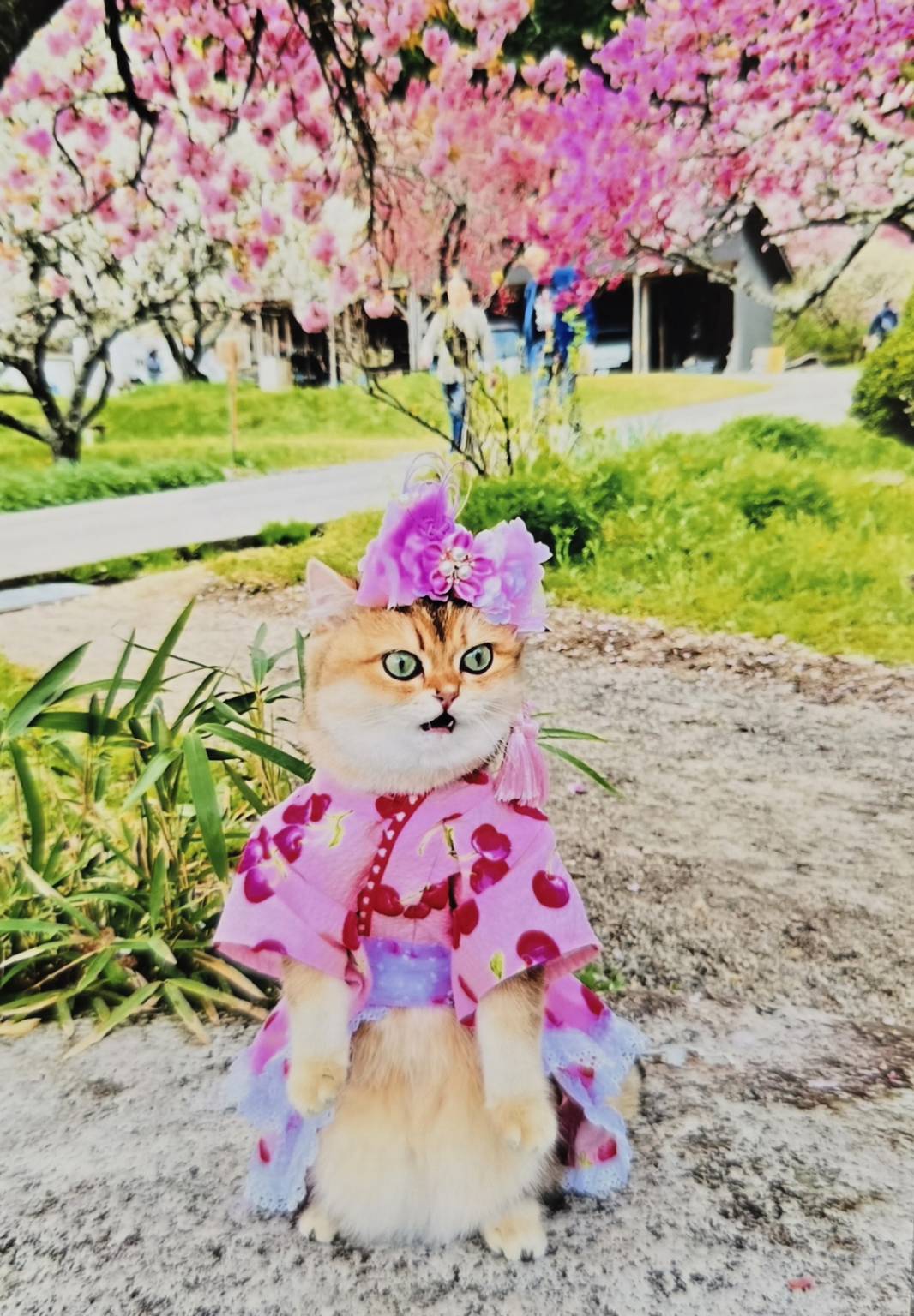 10月VIP 15%off中) あ～にゃん214315です❣1009 10月VIP 15%off中) あ