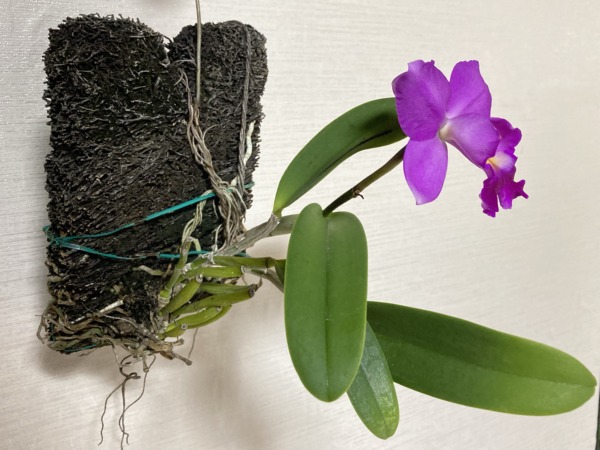 着生させたカトレア | おうち植物園