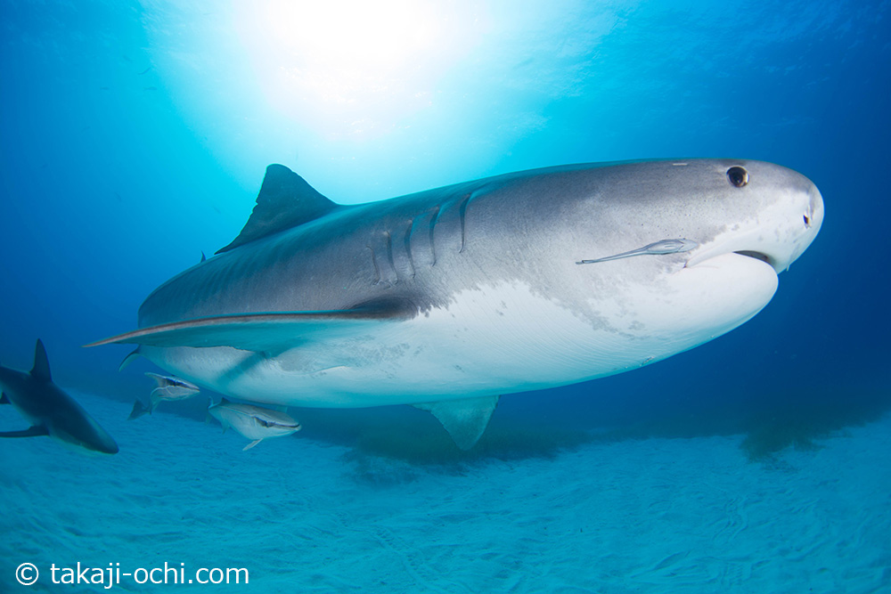 タイガーシャーク＆グレートハンマーヘッド・クルーズ 2017 ～Part2