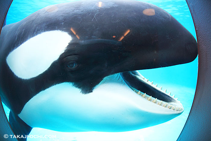 鴨川シーワールドのポスター完成。シャチの水槽に入ったときの事