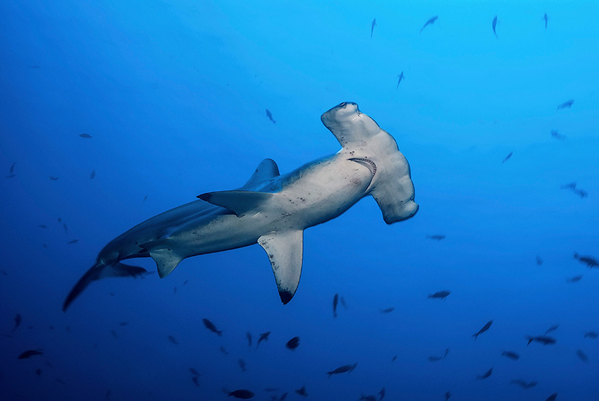 ハンマーヘッドシャーク～驚きの生態とトンカチ頭の秘密！ウオッチング