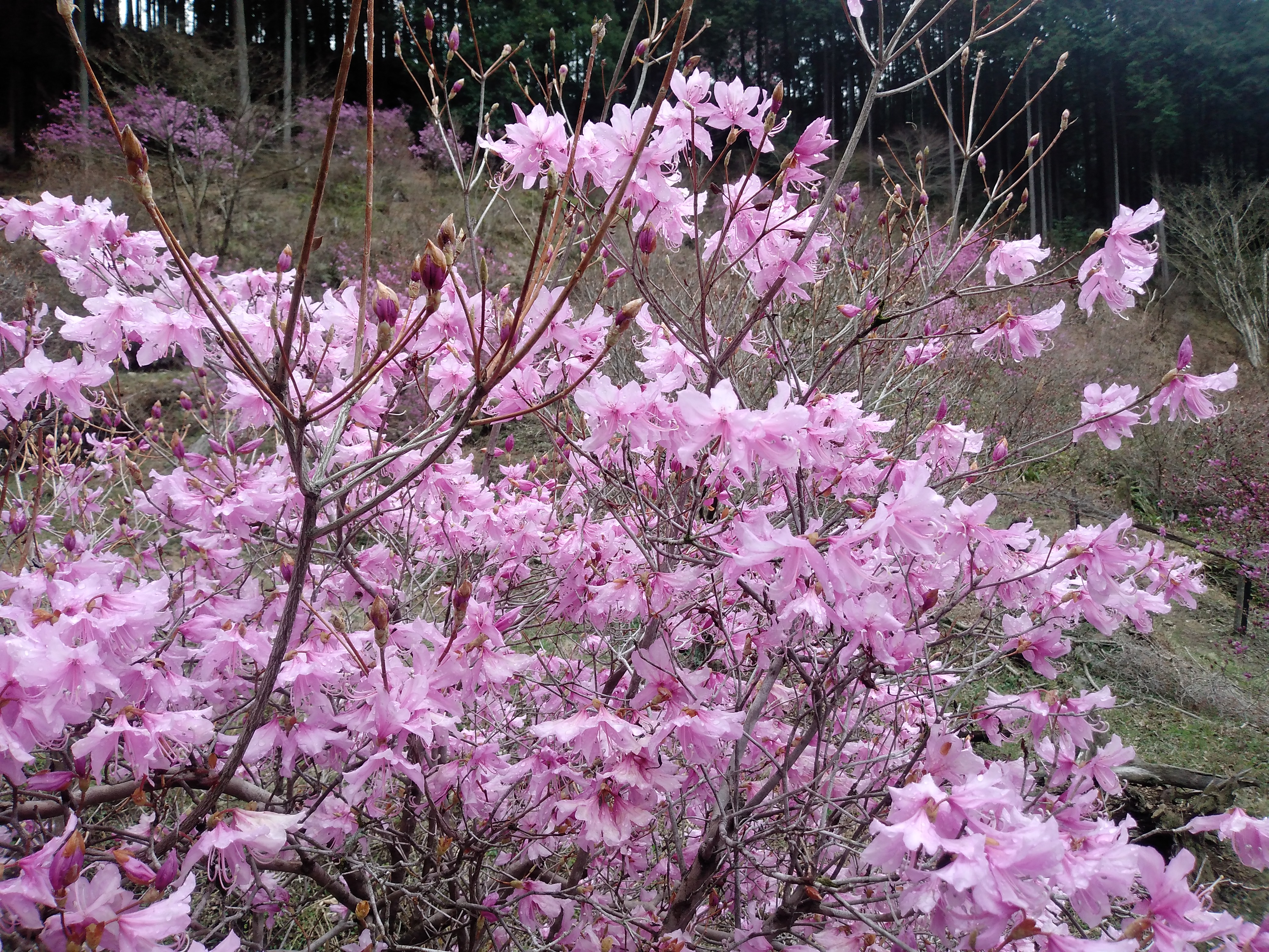 黒山のミツバツツジの開花情報 | 越生町観光サイト -梅を向いて歩こう-