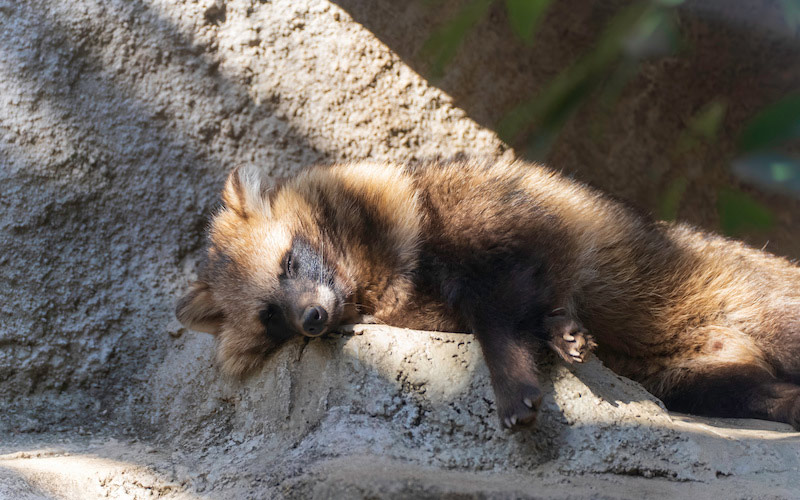 狸寝入りとは眠っているふりをすること！意味や由来をわかりやすく紹介