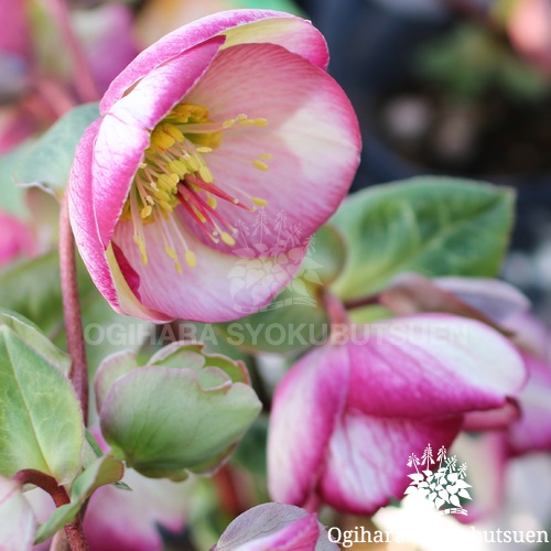 クリスマスローズ(原種間交配) 'グレンダズ グロス'｜おぎはら植物園