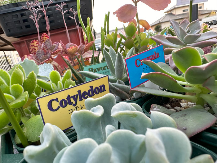 多肉植物入荷のお知らせ - おだがねのタネ