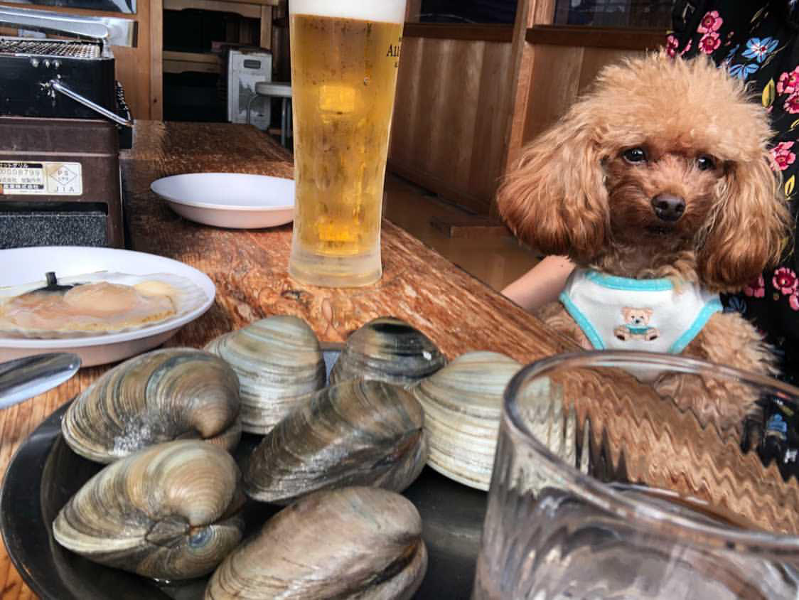 千葉・山武郡】「海鮮網焼き焼はまぐり 浜茶屋網元」 – おでかけわんこ