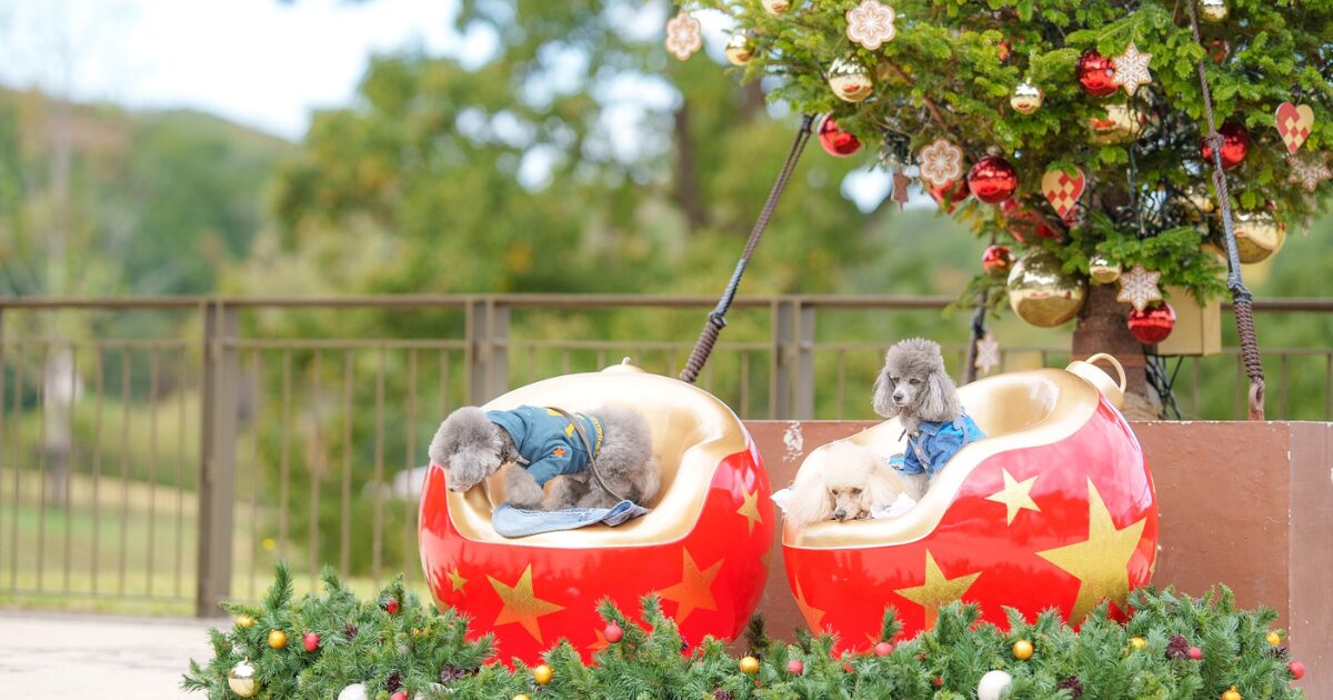 埼玉県/犬のイベント】愛犬と北欧クリスマスを楽しもう「ドッグ