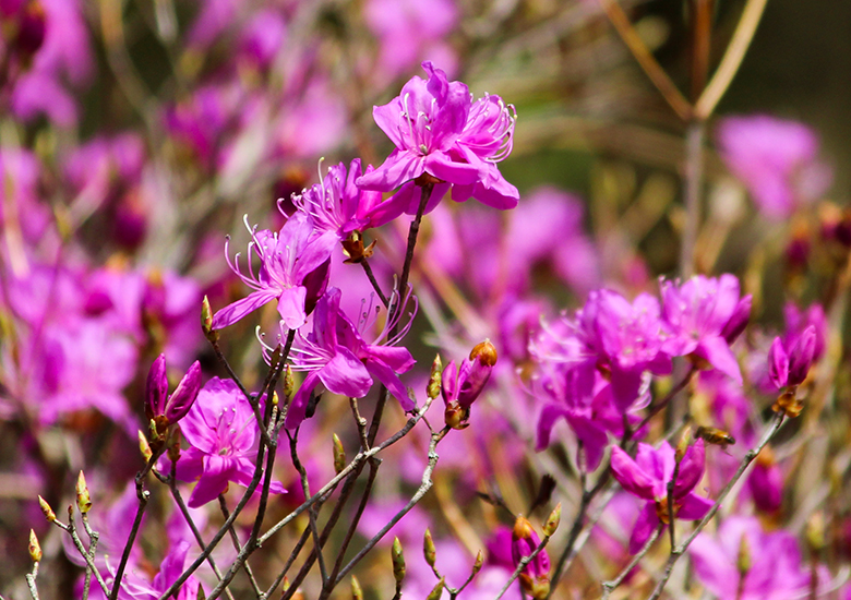初心者OK！】ミツバツツジに逢いに！野地峰トレッキング | 日本一人口