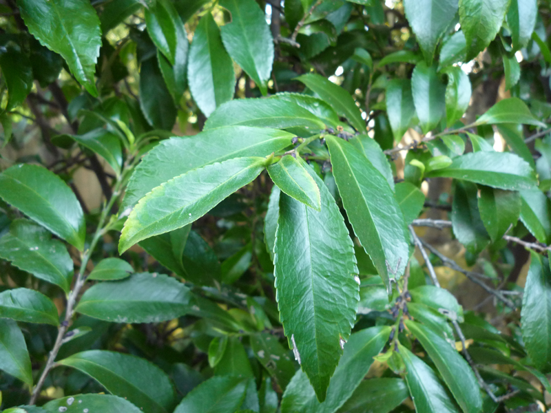 ヒサカキ| 岡山太陽のそばの果樹園