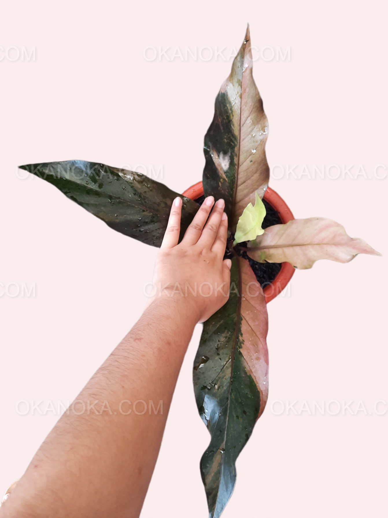 Anthurium Hookeri Pink Medium – Okanoka