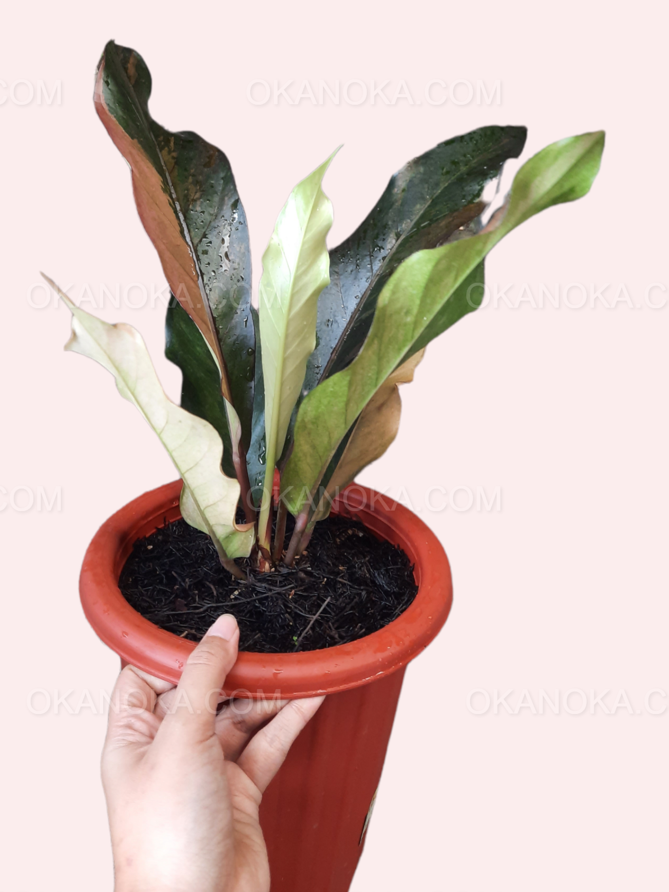 Anthurium Hookeri Pink Medium – Okanoka