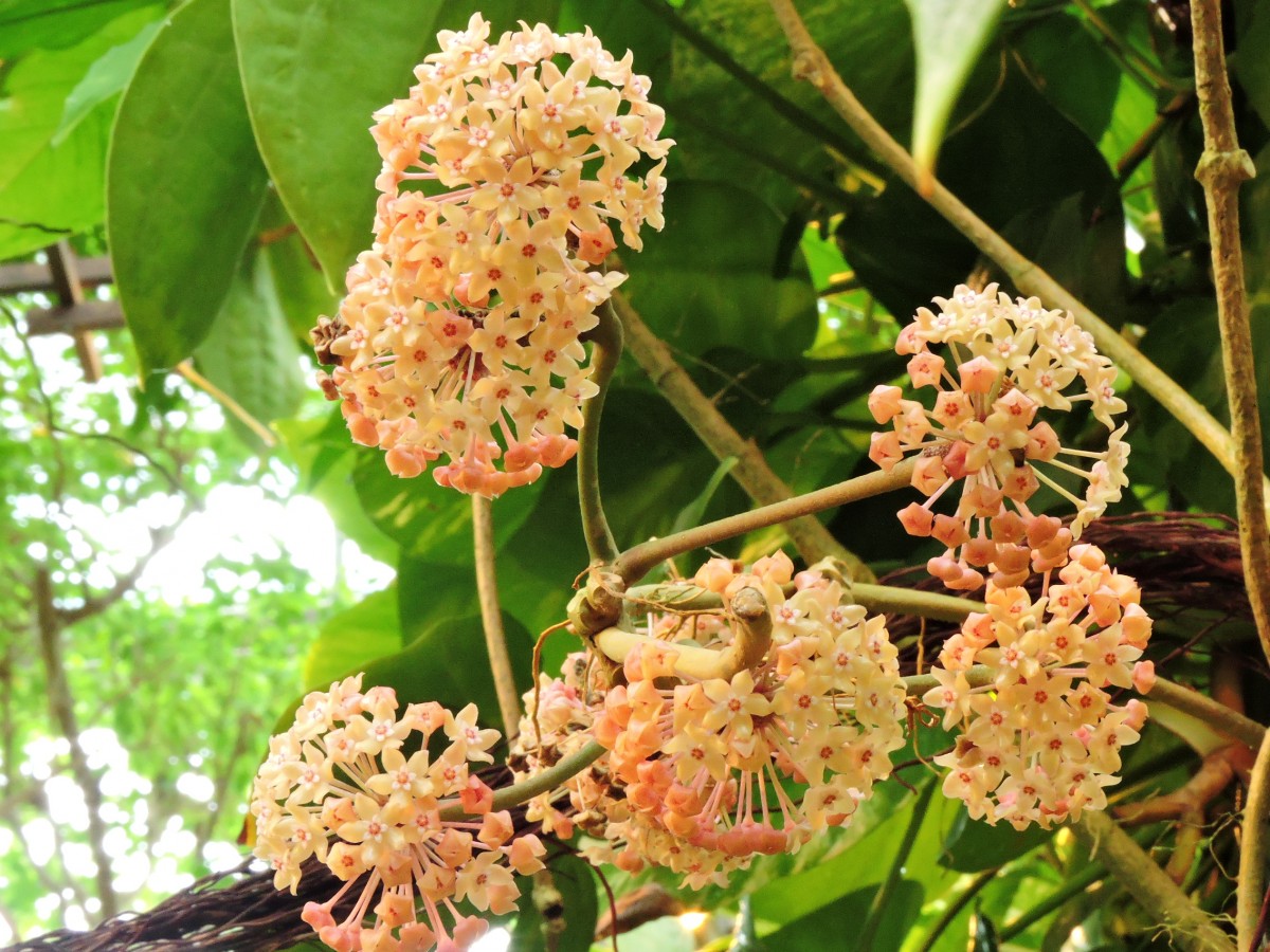 桜でも蘭でもない「サクララン」 | 公園だより | 海洋博公園 Official