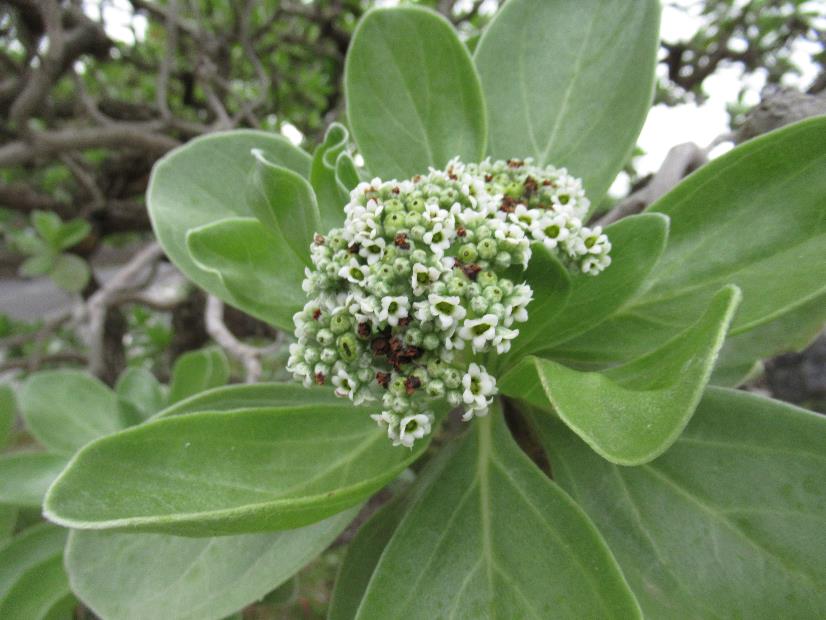 モンパノキ | 植物図鑑 | 海洋博公園 Official Site