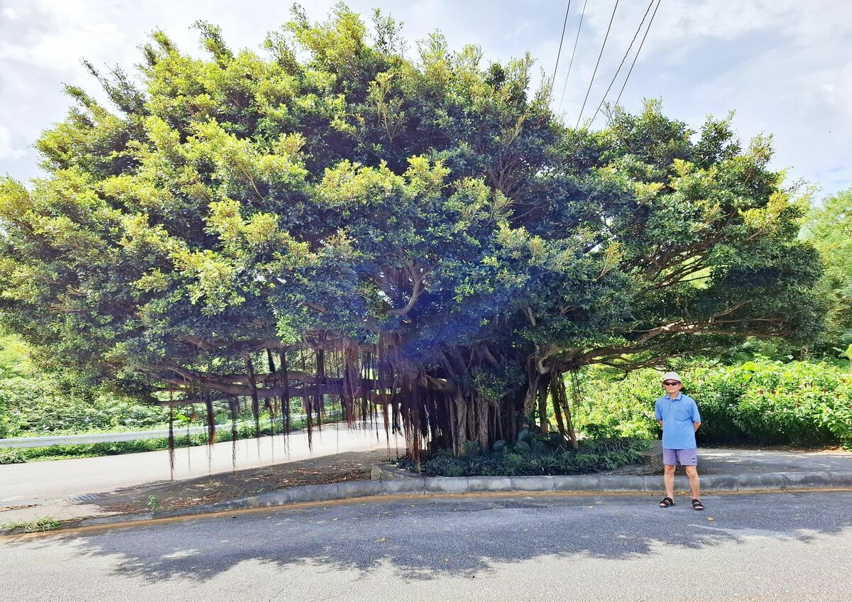 ガジュマル 自慢の銘木 赤道原の巨木「素晴らしい」 本部野原の元校長