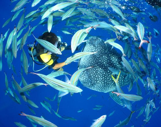 水族館よりも近い！ジンベエザメと触れ合えるマリンアクティビティ