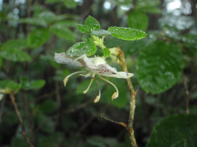 奥多摩植物目録
