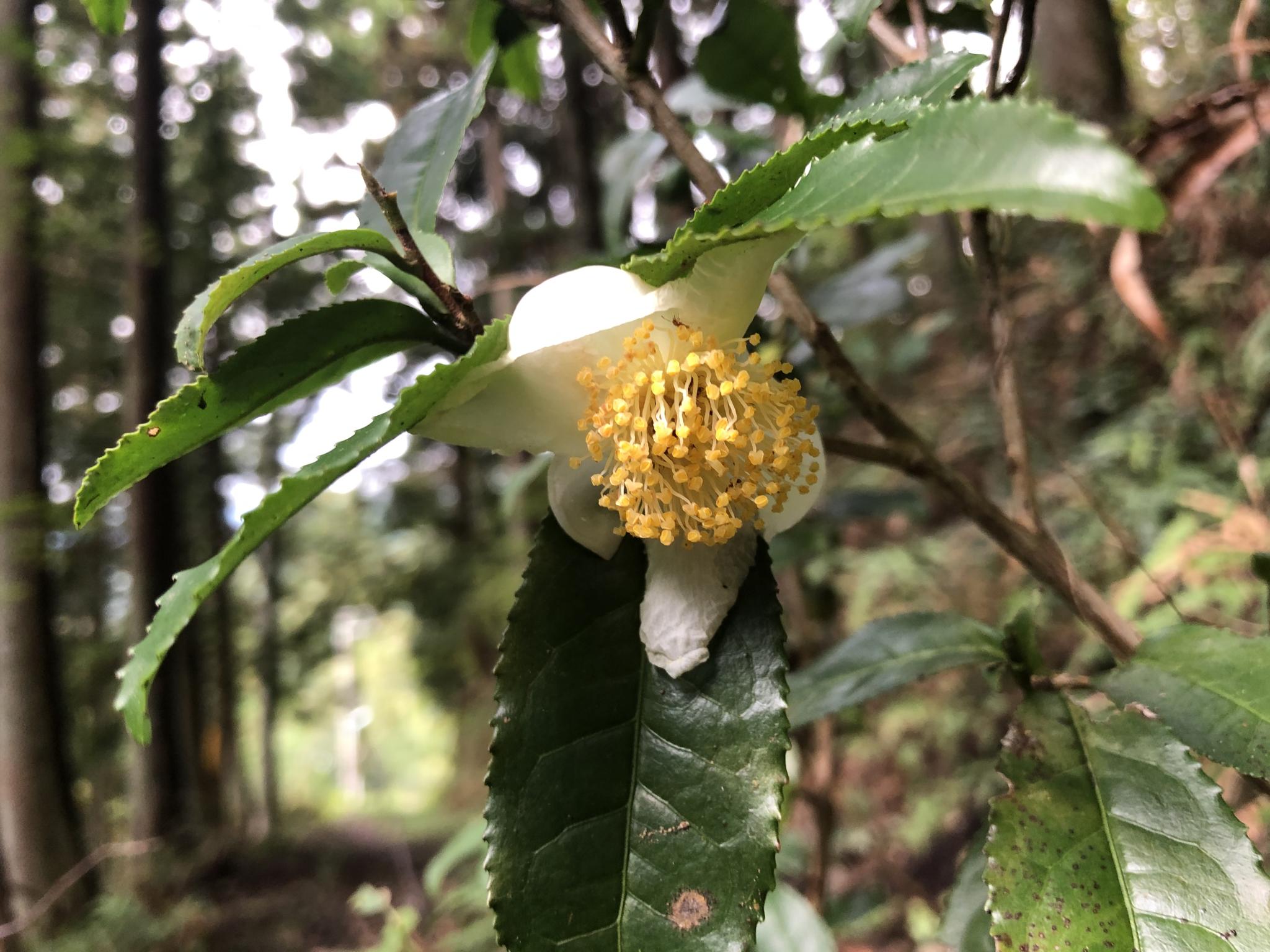 奥多摩植物目録