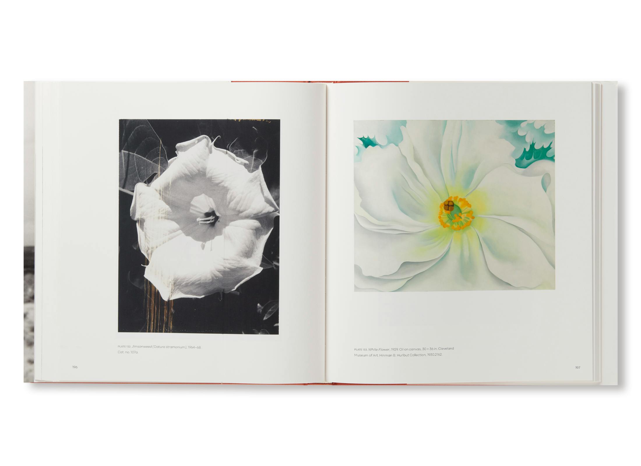 GEORGIA O'KEEFFE, PHOTOGRAPHER：ジョージア・オキーフ | OIL - 現代