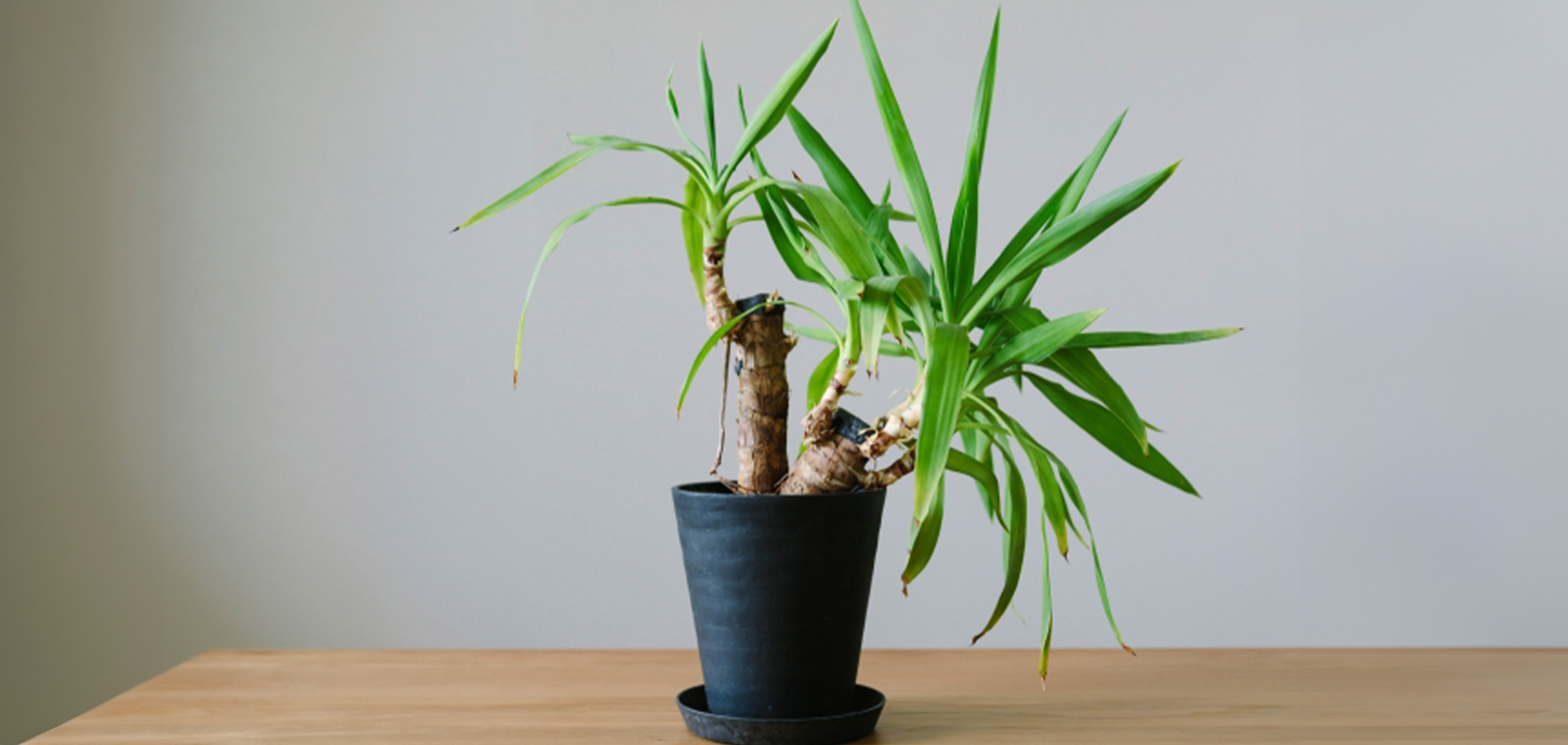 インテリアグリーンにおすすめ！ユッカ（青年の木）の花言葉と贈る際の