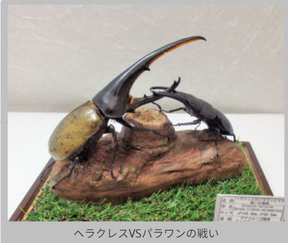 ジオラマキット | オオクワ京都昆虫館 クワガタ カブトムシ 昆虫標本