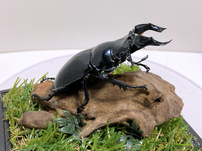 ジオラマ標本 | オオクワ京都昆虫館 クワガタ カブトムシ 昆虫標本