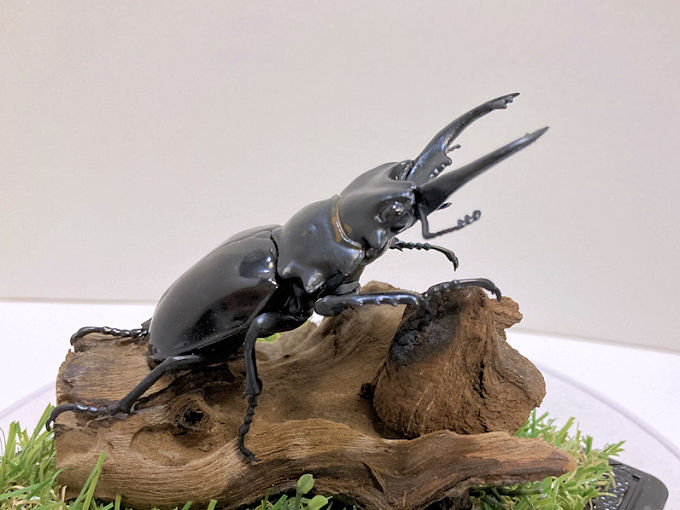 ジオラマ標本 | オオクワ京都昆虫館 クワガタ カブトムシ 昆虫標本