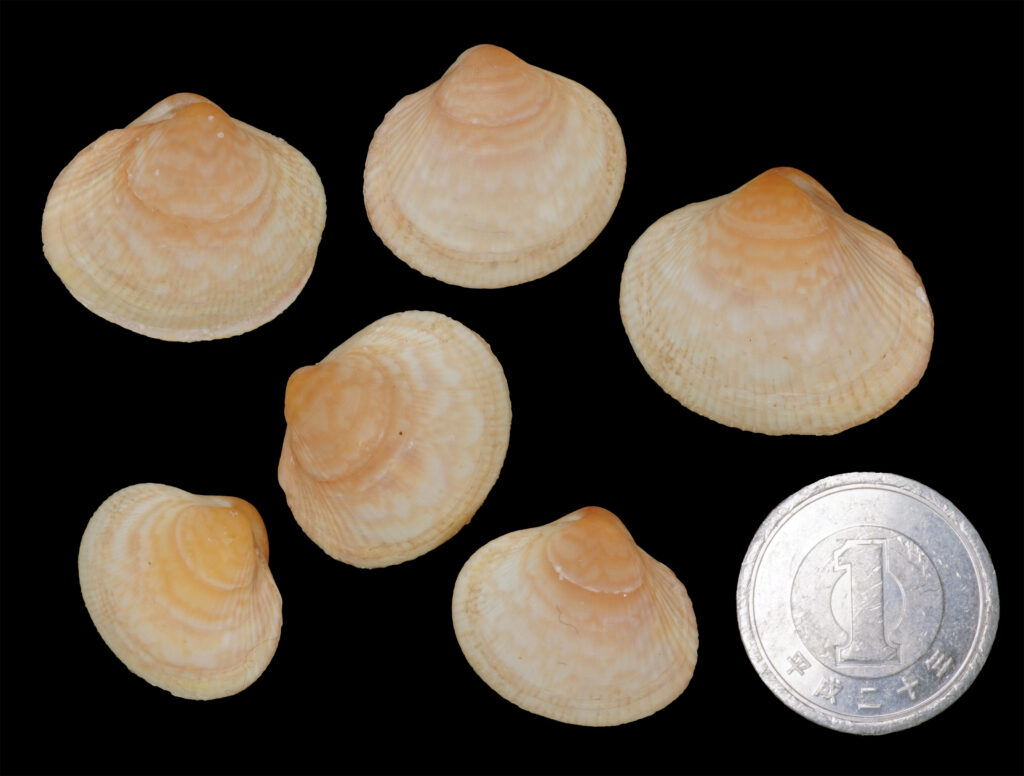 特別展「貝に沼る —日本の貝類学研究300年史—」を開催します | OMNH
