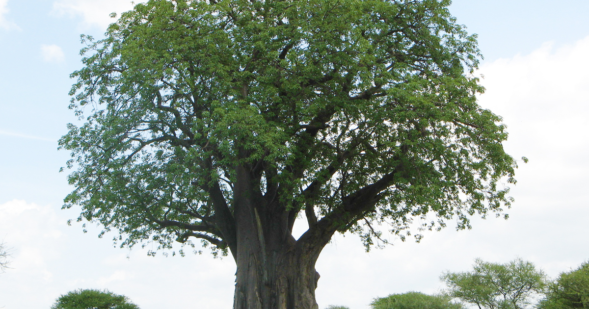 バオバブ】『星の王子さま』に出てくる木を育てよう | オモコロブロス！