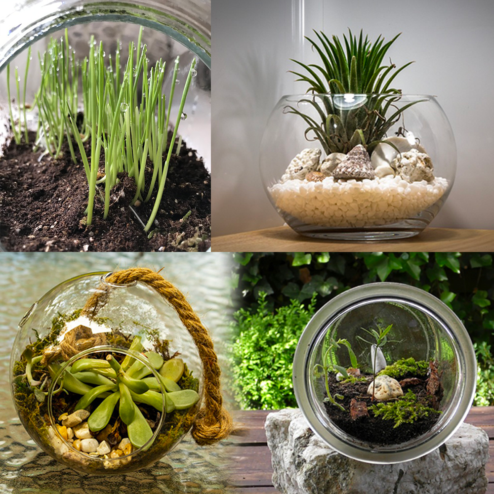 1BOX オトナ買い！ すみっコぐらし 「なかよしすみっコテラリウム」 全