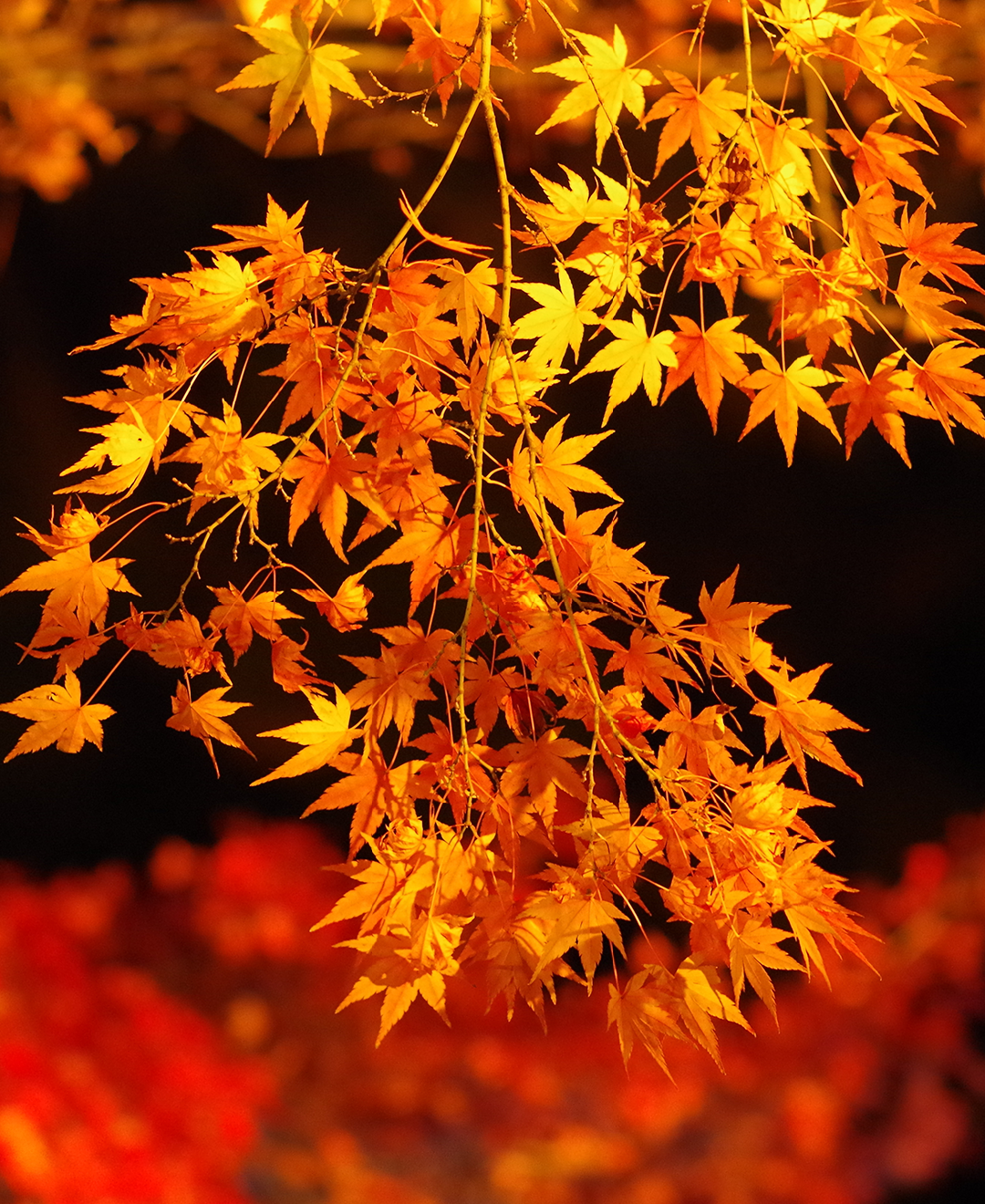 紅葉回廊 - 奥松島クラブハウス奥松島クラブハウス