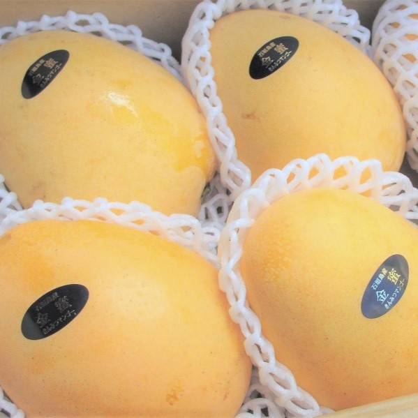 金蜜 (きんみつ) マンゴー 沖縄県産 希少商品