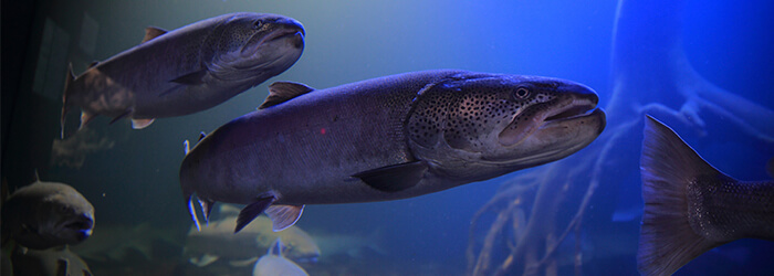 日本最大！1m級のイトウ - 北の大地の水族館 -山の水族館- ｜ 公式