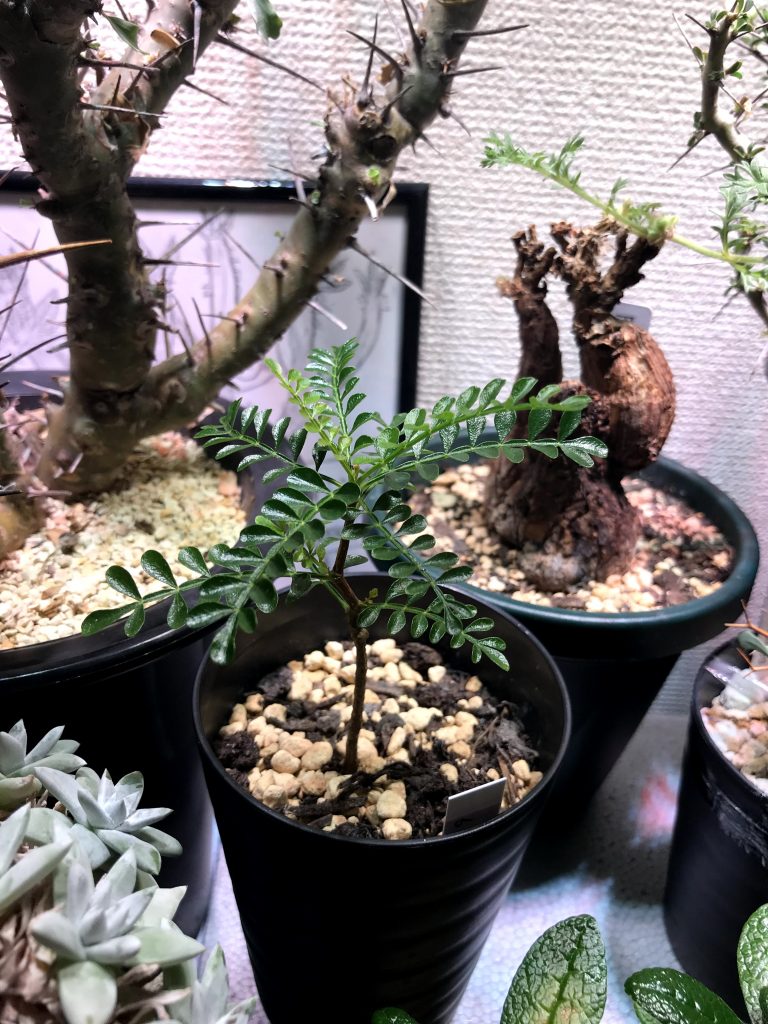 オペルクリカリアパキプスの成長記録 | ononomichi