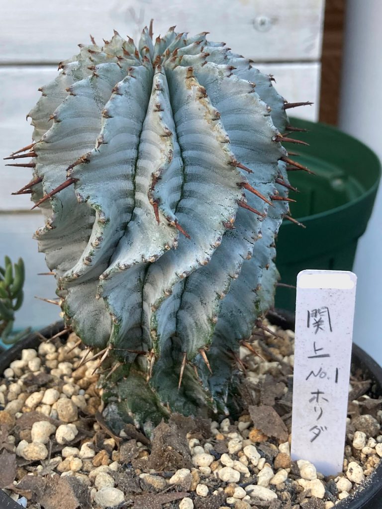 関上ホリダって！？ | ononomichi