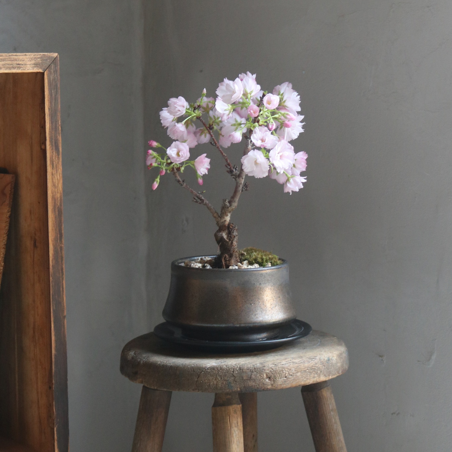 盆栽鉢｜塊根植物｜美濃焼｜和鉢｜鉢の専門店onajimi おなじみ