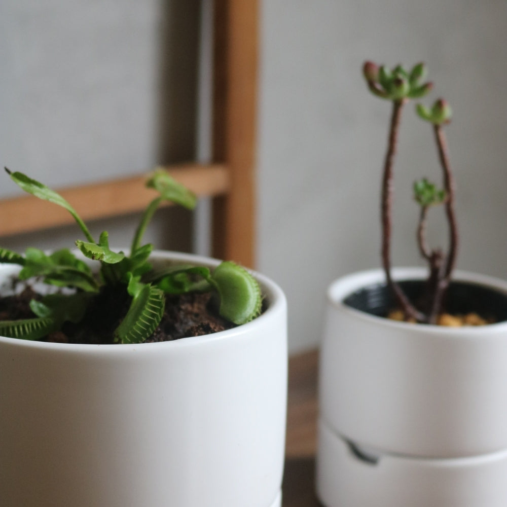 食虫植物・ハイドロカルチャーにぴったり｜陶器 植木鉢｜4号｜すーさん