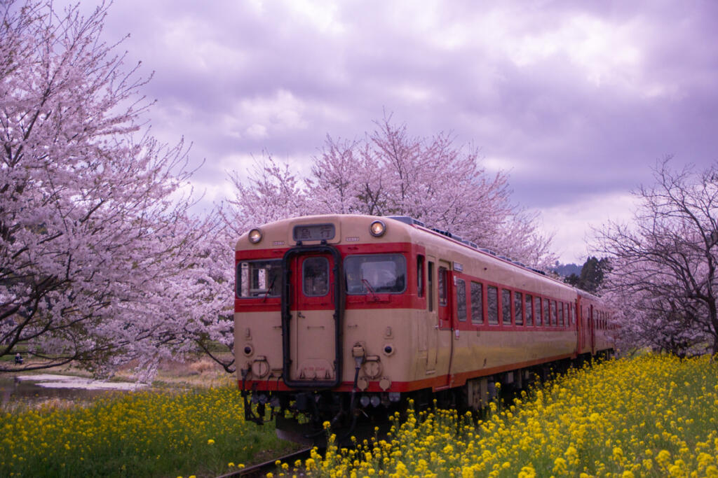 千葉県【いすみ鉄道】菜の花と桜の絶景鉄道を解説‼︎ - Tomo`s japan