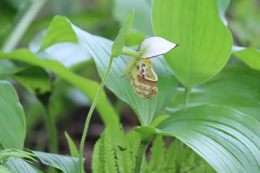 キバナノアツモリソウ:あの頂を越えて