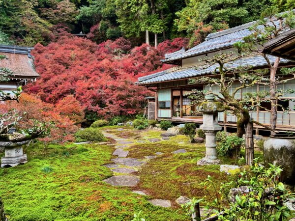 根津神社つつじ苑 ― ツツジの名所…東京都文京区・根津の庭園。 | 庭園