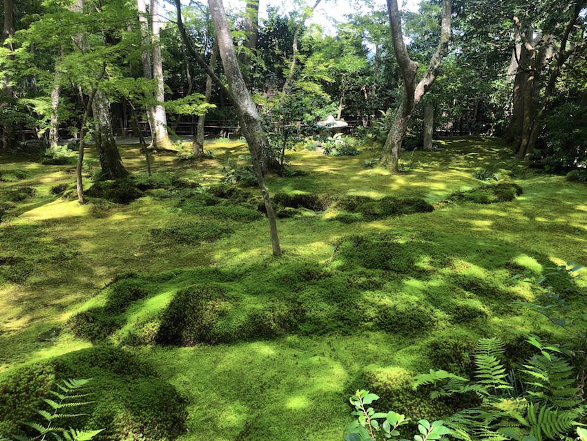 祇王寺庭園 ― 苔の名所…京都市右京区嵯峨の庭園。 | 庭園情報メディア