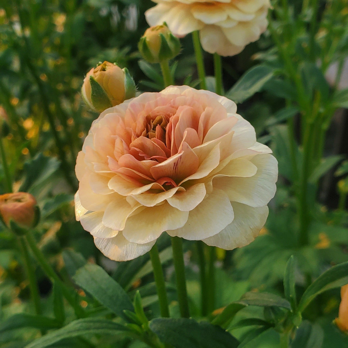 ラナンキュラスラックス 【ベスタリス】 1月上旬より順次発送