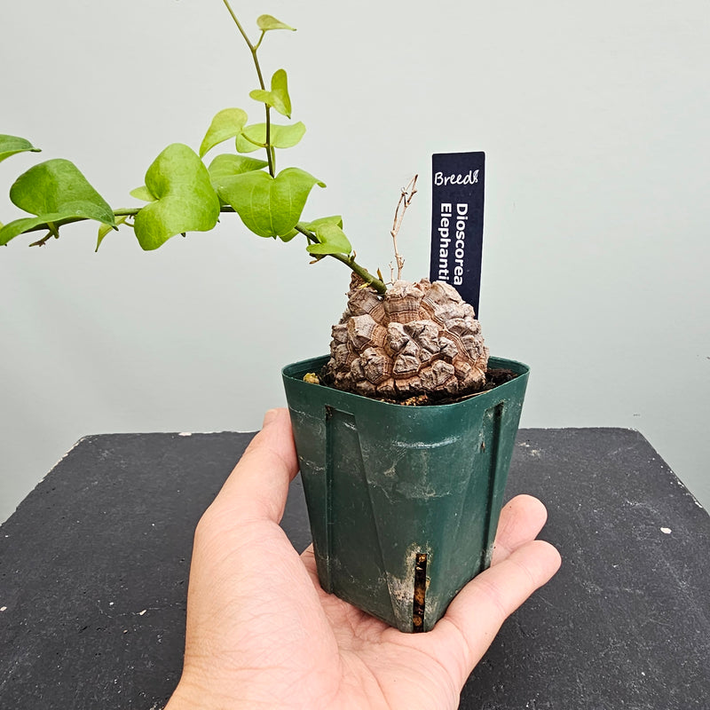 アフリカ亀甲竜 Dioscorea elephantipes