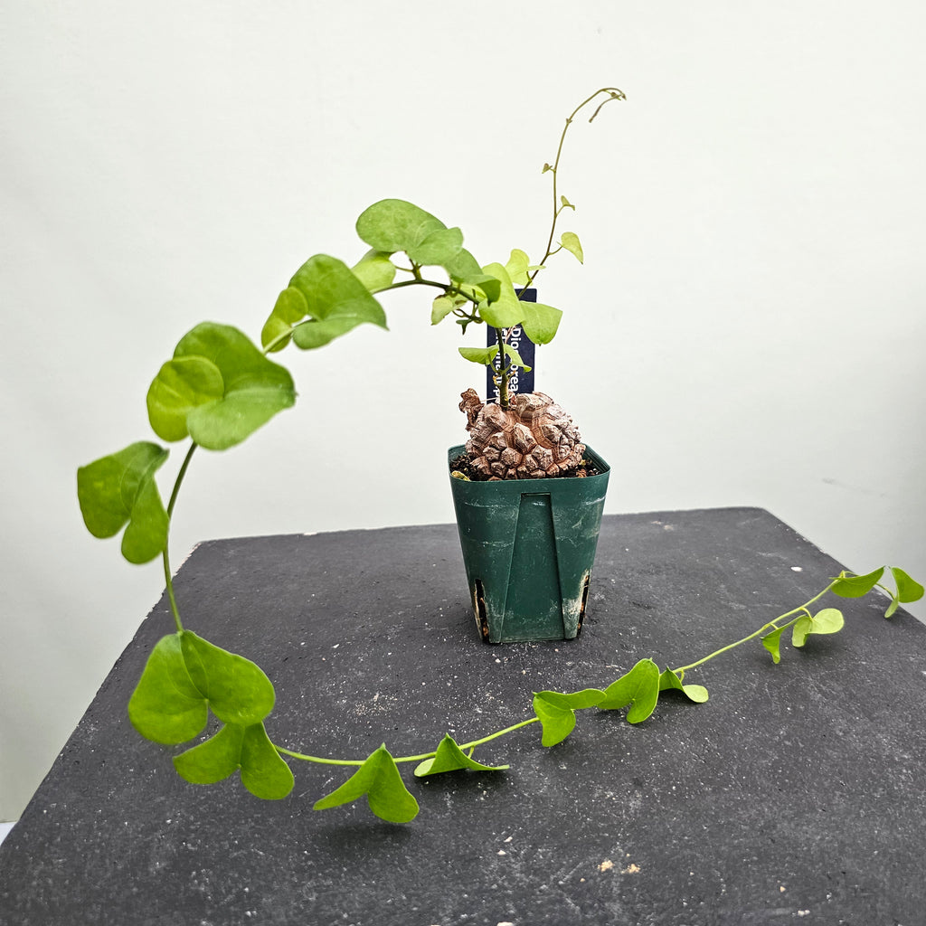 アフリカ亀甲竜 Dioscorea elephantipes