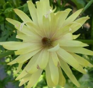 NEW ラナンキュラスラックス 【アポロン】 3月上旬より順次発送