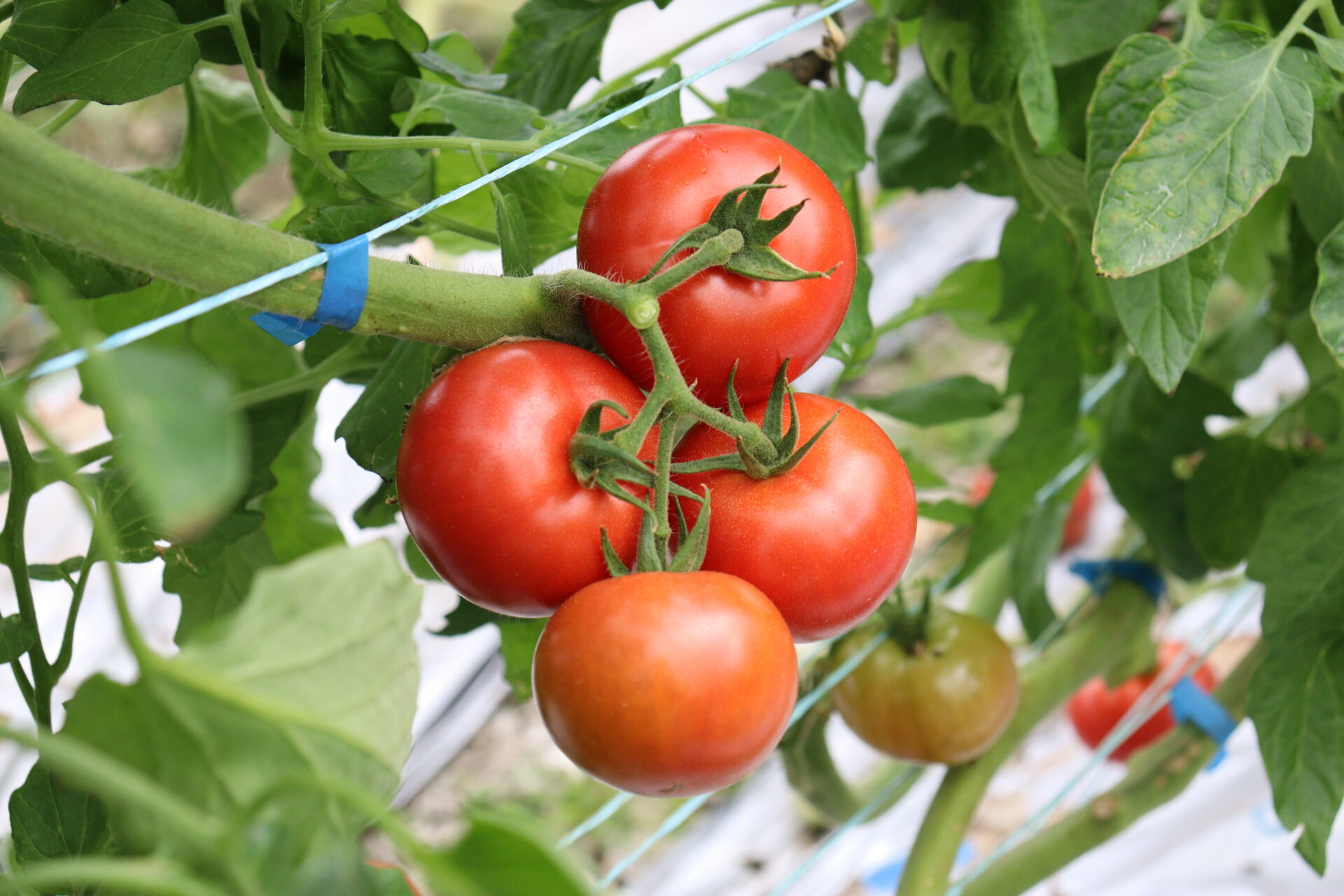 昔懐かしい味のとまと(高糖度トマト) | 大阪産(もん)データベース