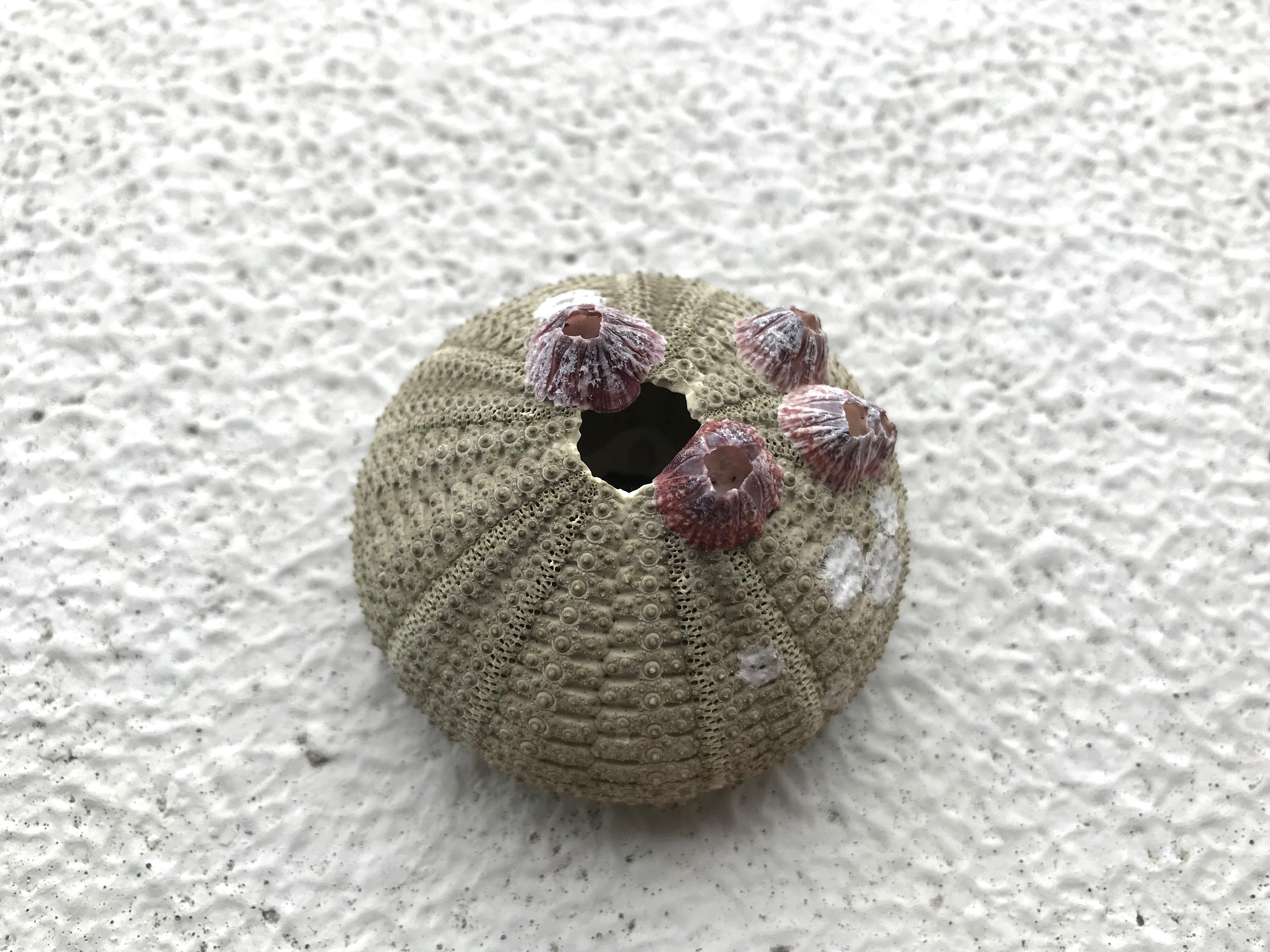 ウニの殻を使って・・ランプづくり！ | 魚食普及推進センター(一般社団